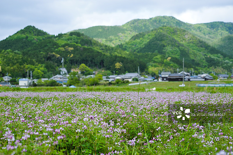 黄芪田图片素材