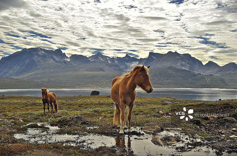 塔西乌萨克之路上的骏马图片素材