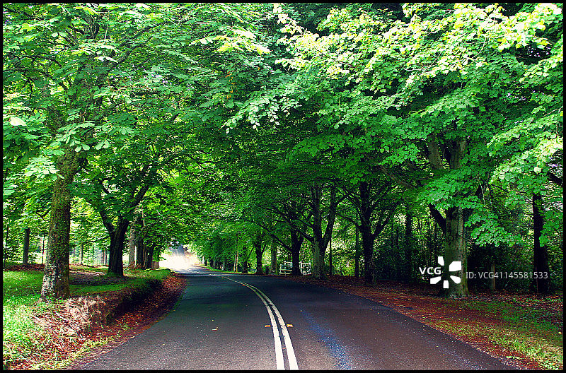 树木公路景观图片素材
