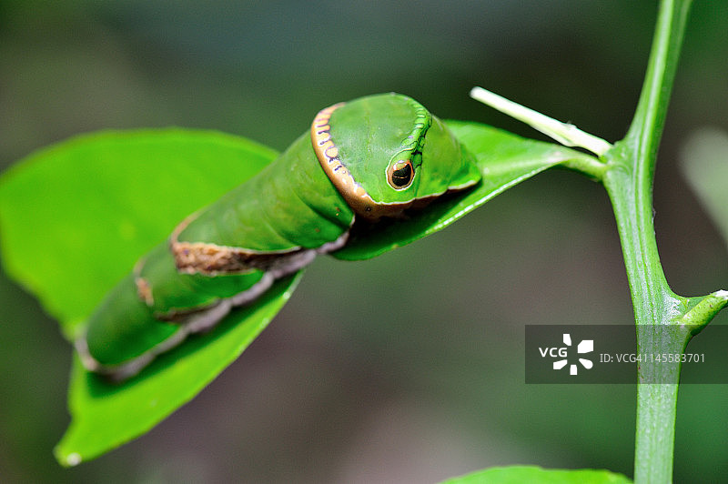 毛毛虫图片素材