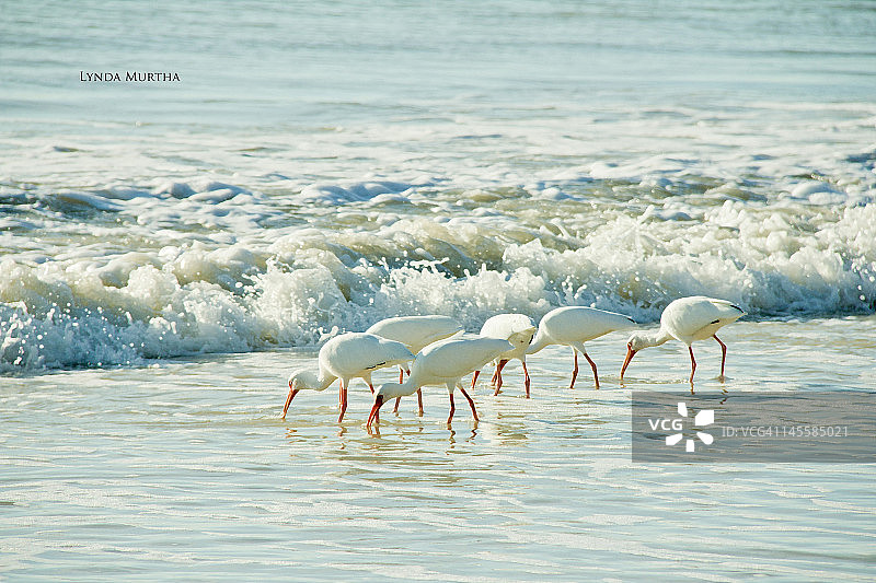 在海浪中觅食的白䴉群图片素材