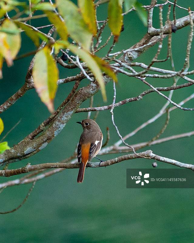 在河边的北红尾鸲图片素材