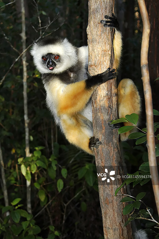 戴胜冕狐猴图片素材