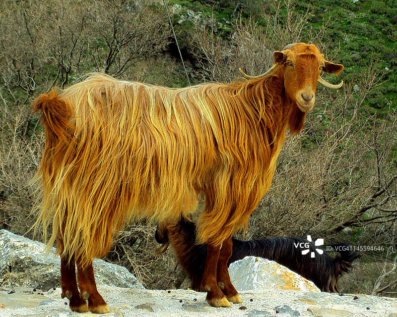散养山羊图片素材