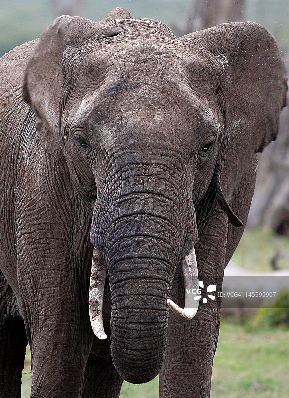 大象肖像图片素材