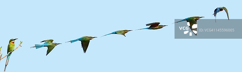 蓝喉蜂虎的飞翔图片素材