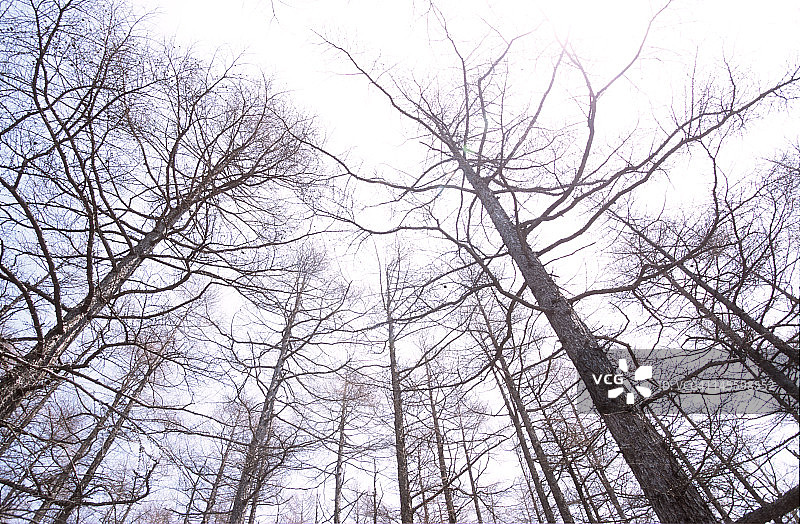 发芽前的树木图片素材