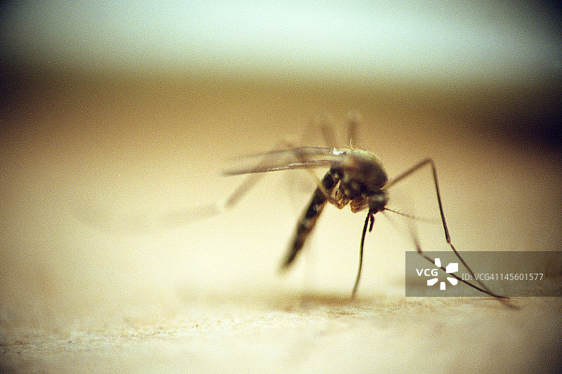 蚊虫叮咬图片素材