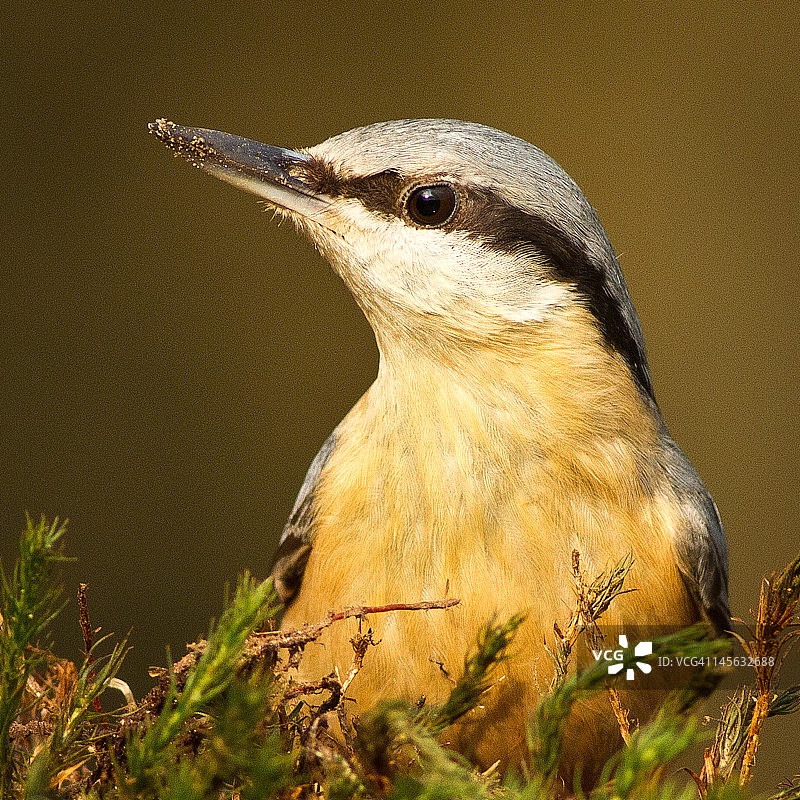 五子雀图片素材
