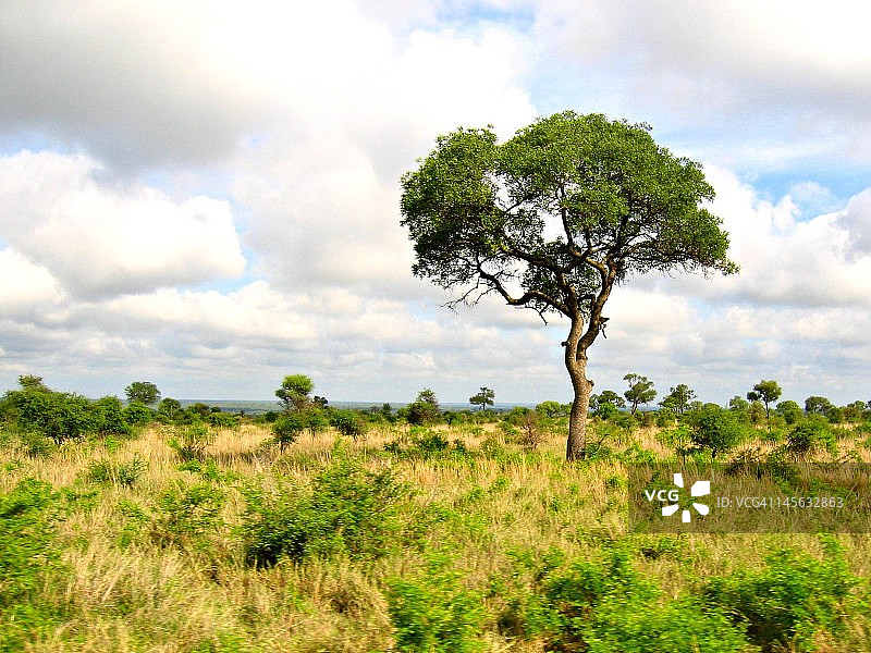 非洲大草原图片素材
