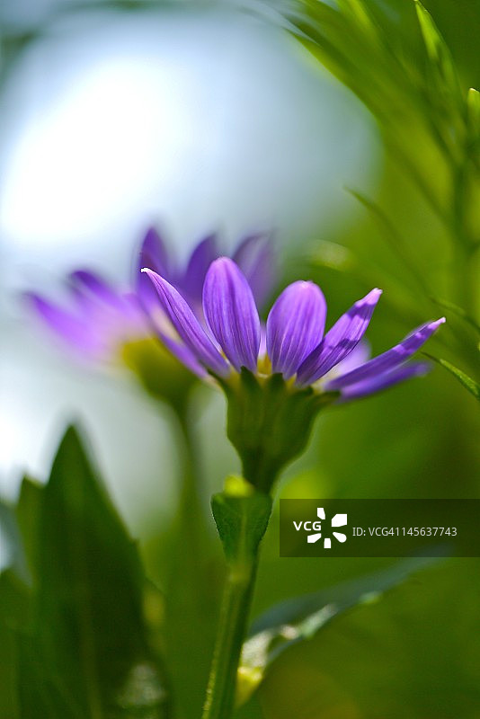 Savatieri体操运动员图片素材