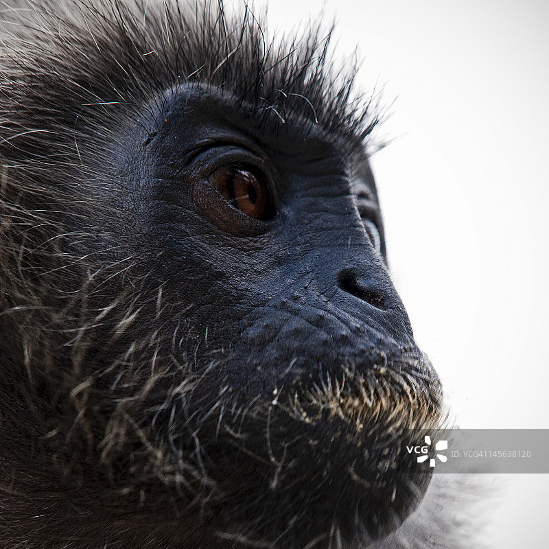 黑色马来西亚猴子图片素材