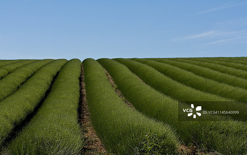 雪山薰衣草图片素材