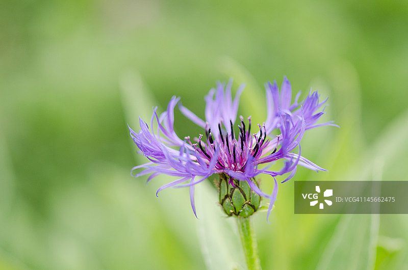 高山矢车菊图片素材