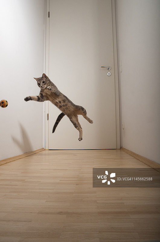 灰色公猫跳跃抓球图片素材