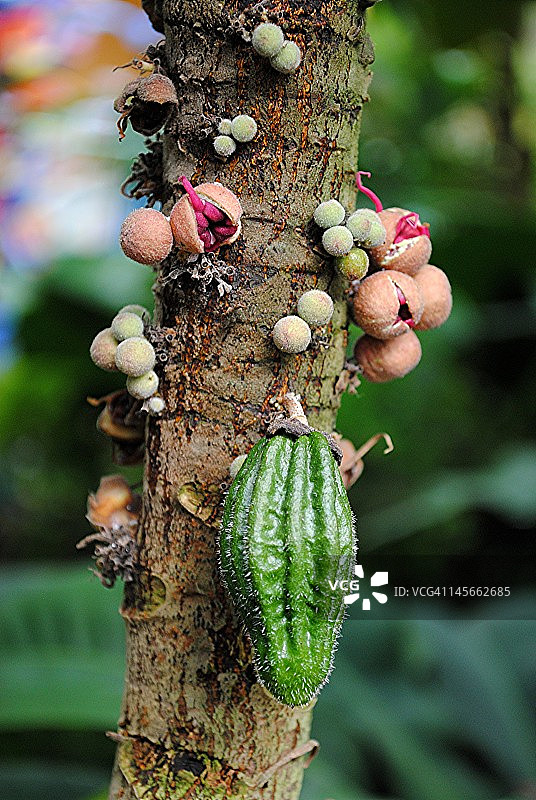 有趣的猴子可可图片素材