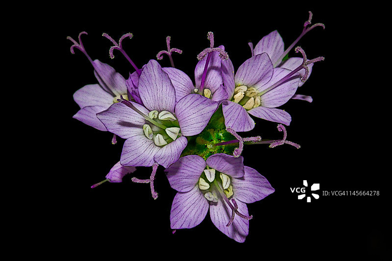 吉利亚图片素材