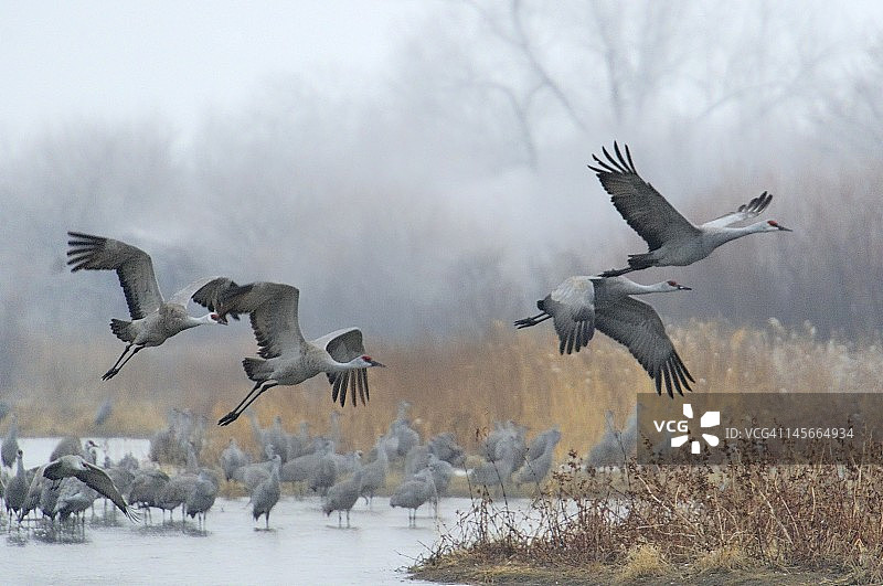 沙丘鹤起飞图片素材