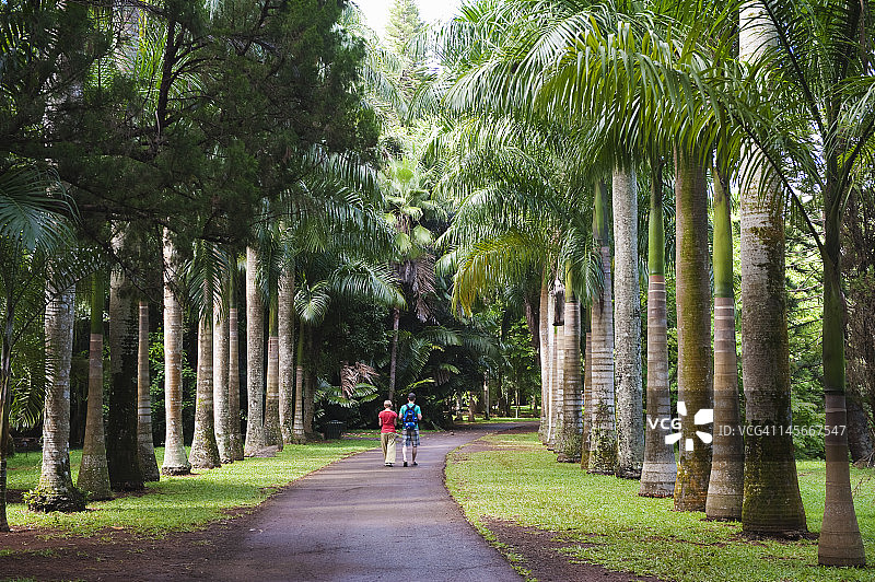 毛里求斯庞普勒穆斯植物园北部图片素材