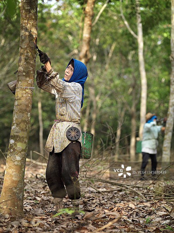 橡胶采集工人正在收集天然橡胶/乳胶图片素材