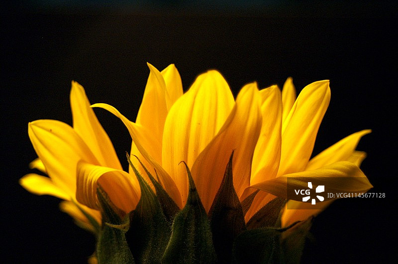 黑色背景下的向日葵花朵图片素材