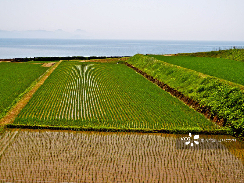 稻田图片素材