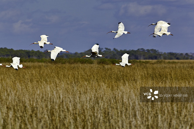 佛罗里达州墨西哥湾的宜必思图片素材