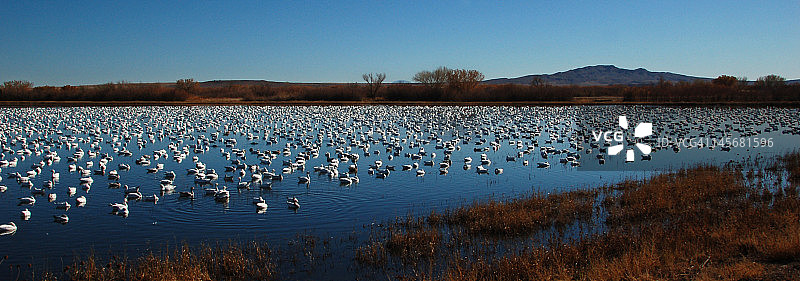 阿帕奇国家野生动物保护区的雪雁图片素材