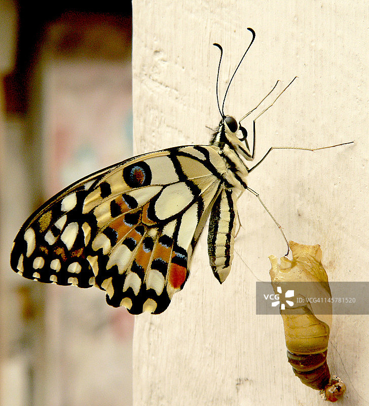 新生蝴蝶图片素材