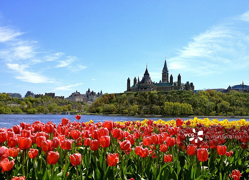 加拿大的议会大厦和郁金香图片素材