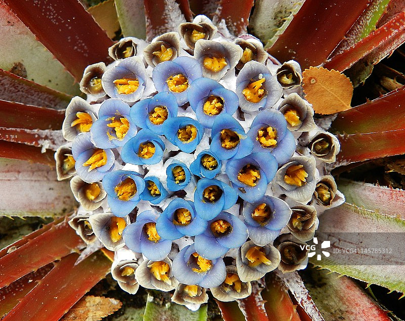 普内内图片素材