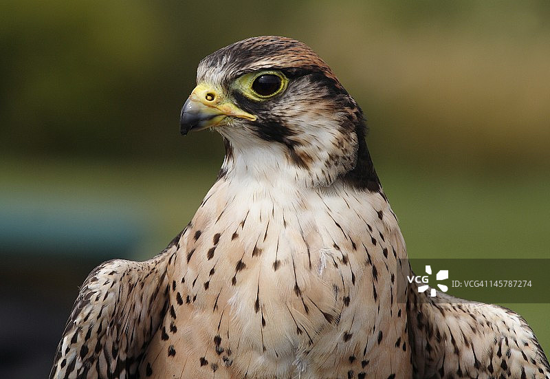 猎隼图片素材