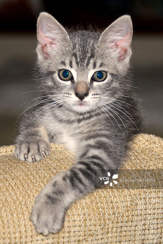 获救小猫的肖像图片素材