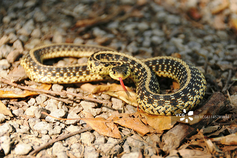 东方束带蛇图片素材