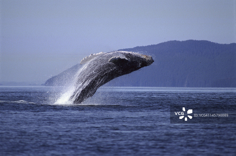 在阿拉斯加弗雷德里克海峡跃出水面的座头鲸图片素材