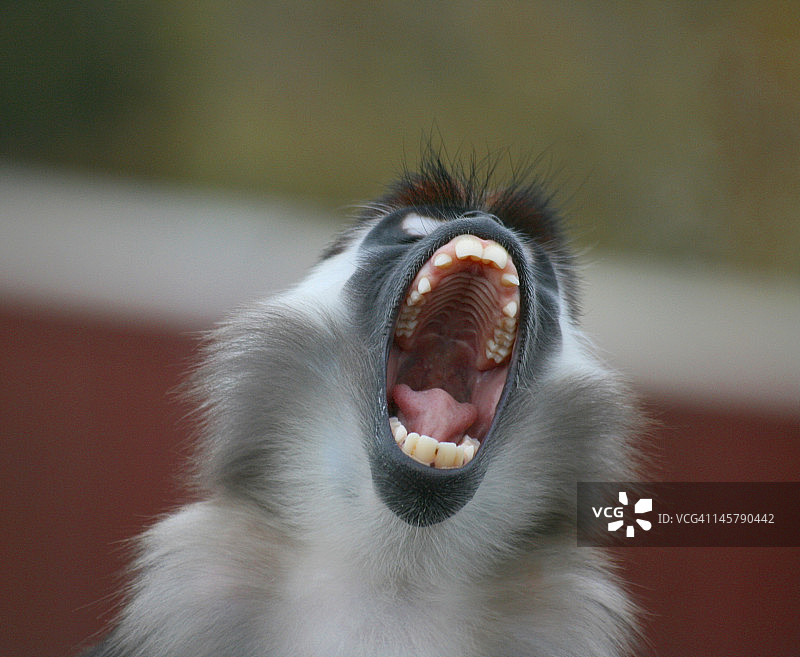 加冕白眉猴图片素材