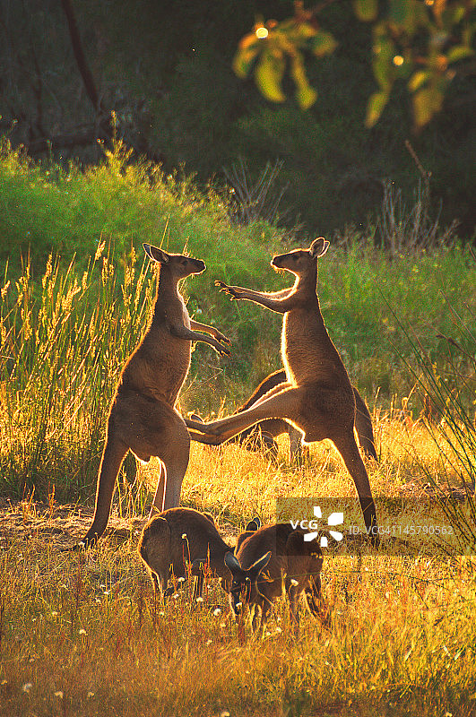 袋鼠向下踢图片素材