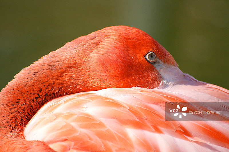 古巴火烈鸟图片素材
