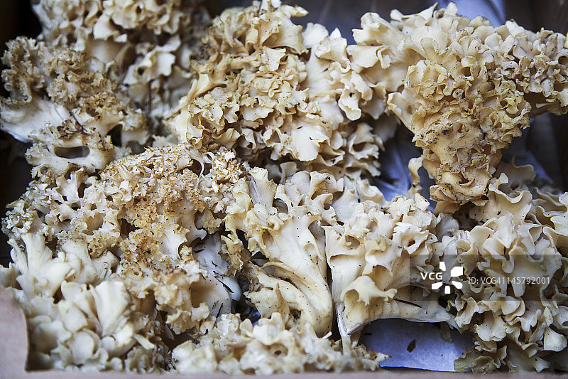 农贸市场上的鲍鱼菇图片素材