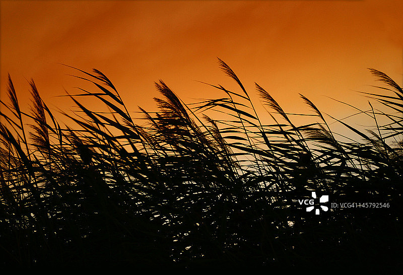 日落时分低语的芦苇图片素材