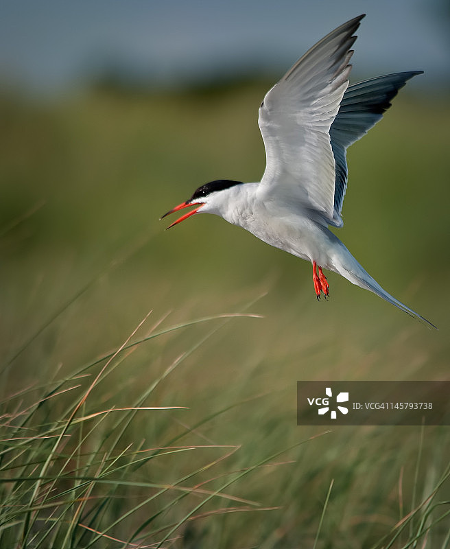 悬停的普通燕鸥图片素材