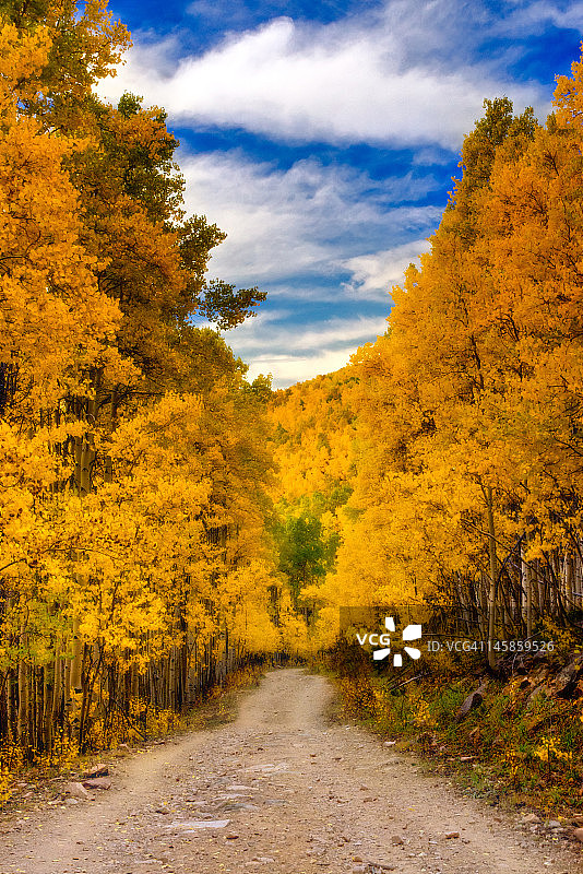 白杨树远景图片素材