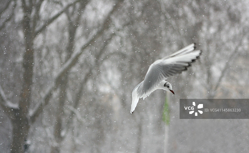 黑头鸥图片素材