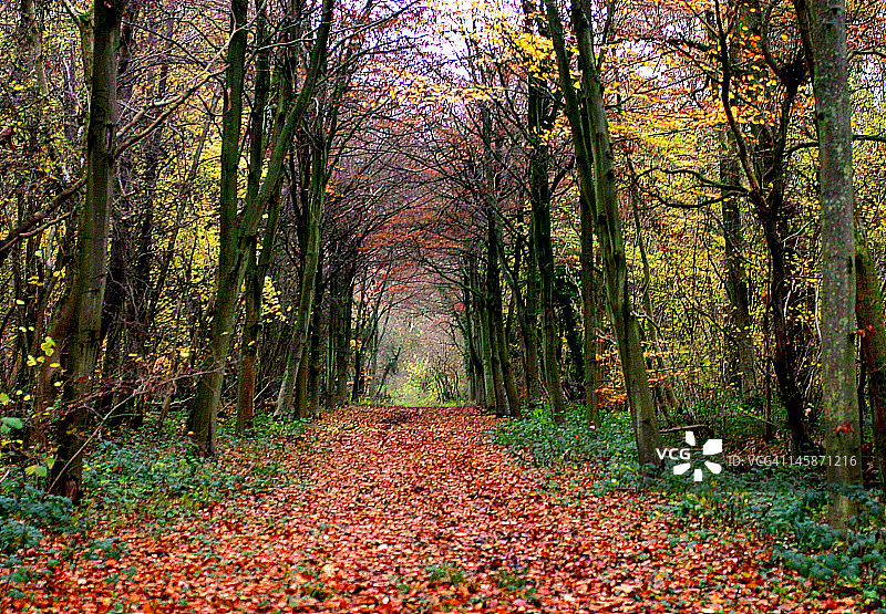 秋天的道路图片素材
