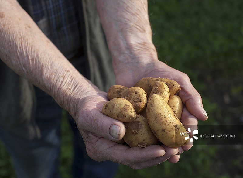 在花园里拿着一堆土豆的老人图片素材
