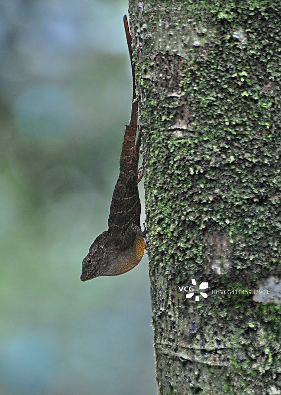 小蜥蜴图片素材