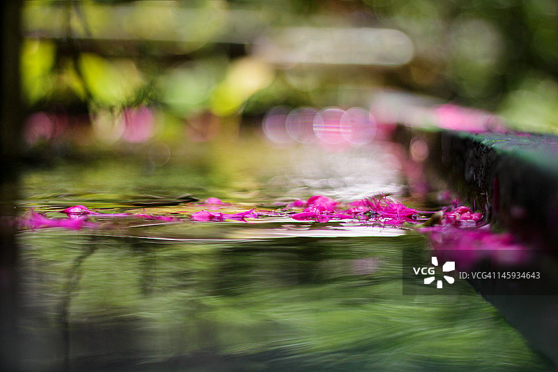 水华现象图片素材