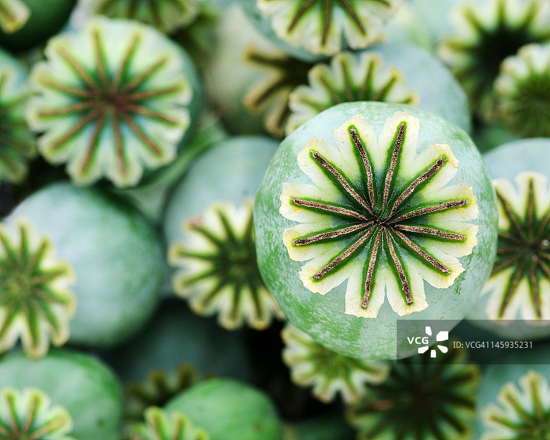 罂粟籽荚图片素材