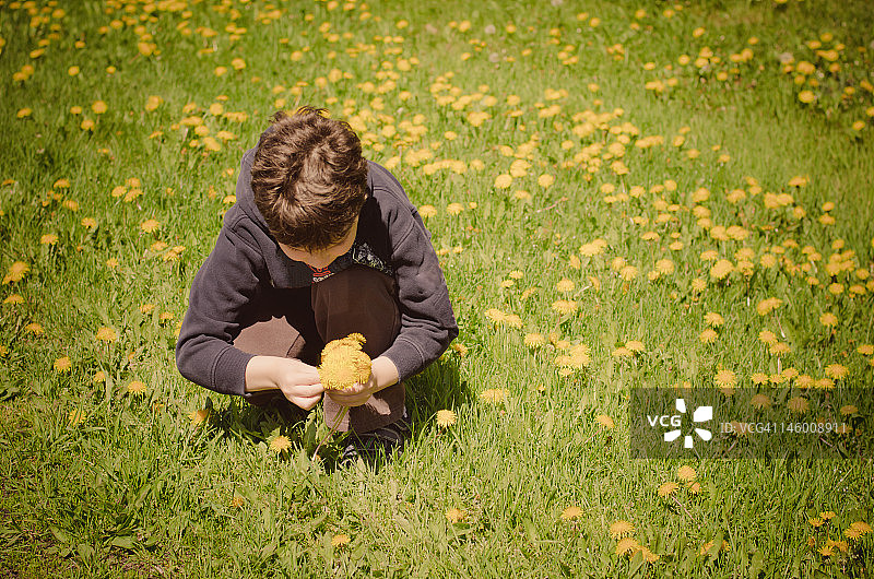 采摘蒲公英图片素材