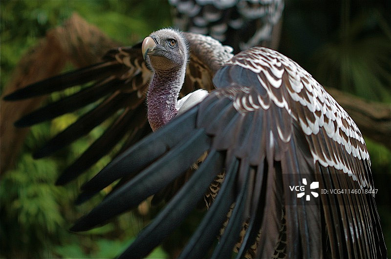 展开翅膀的秃鹫图片素材